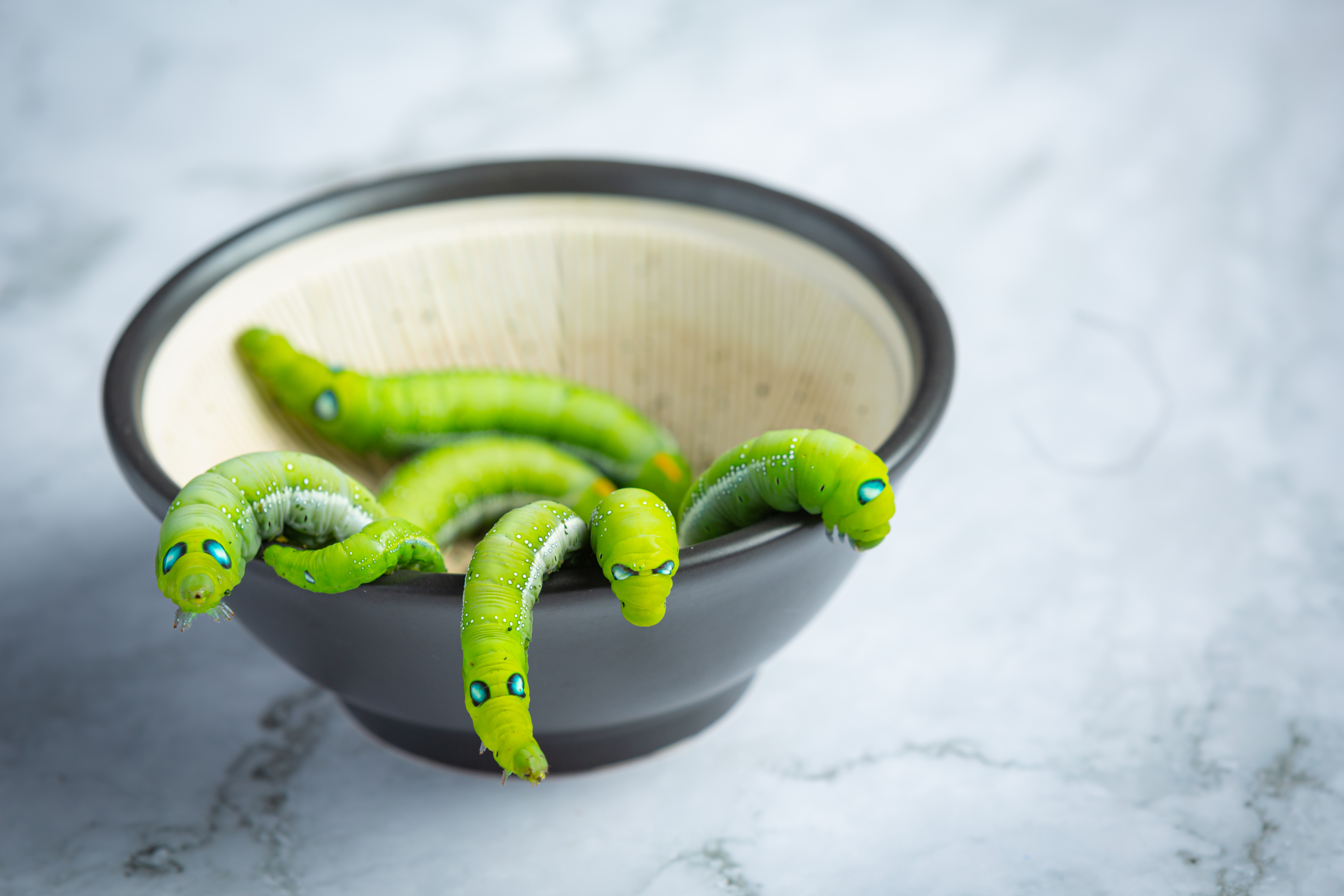 green worms in black small bowl Vasarą padidėja spalinių kirmėlių rizika: nemalonumų gali patirti ne tik vaikai, bet ir suaugusieji