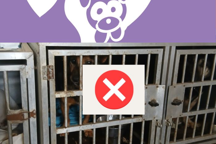 hJm1klWIocA.png__2280x1520_q85_ALIAS-newshudge_crop-smart_subsampling-2_upscale Suomijos gyvūnų globos organizacija „Pet Rescue Finland“ nutraukė bendradarbiavimą su „Penkta koja“