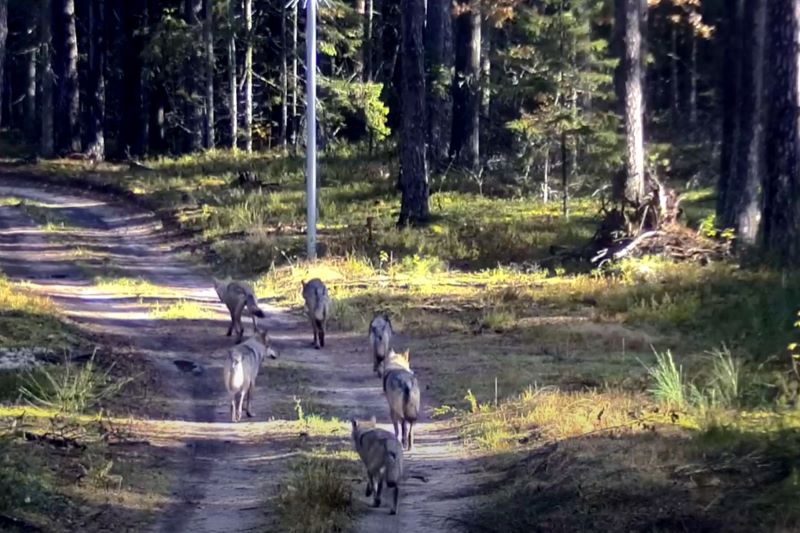 Iš Baltarusijos į Lietuvą atklydus vilkų gaujai – mokslininkės patarimai, ką daryti sutikus plėšrūną