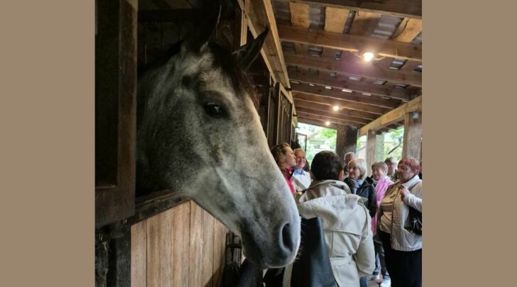zirgai_traku_VVG Atrask, įsitrauk, veik: socialinis verslas Trakų krašte