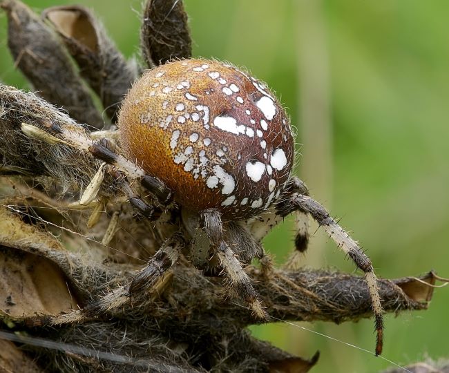Keturdemis_kryziuotis_A_quadratus_2129_2048_1702 Žvėriškai įdomu: ar vorai iš tikrųjų pavojingi žmogui?