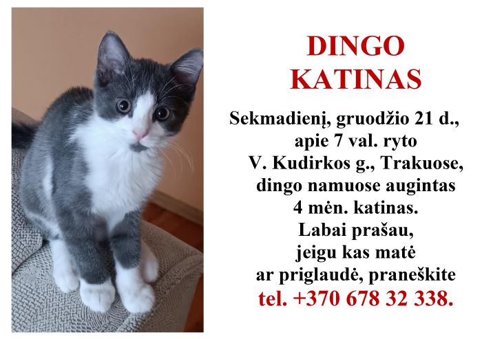 dingo_katinas Dingo katinas. Gal matėte?