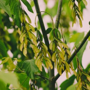 uosialapis_klevas Pastebėjote uosialapį klevą? Naikinkite – ši invazinė rūšis kenkia aplinkai ir gali atsiliepti sveikatai