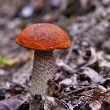 grybas_Giedrius_Rusinas_foto Trakų miškininkė apie grybavimo sezoną
